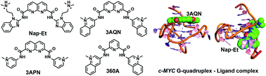 Graphical abstract: Ligand-induced conformational preorganization of loops of c-MYC G-quadruplex DNA and its implications in structure-specific drug design