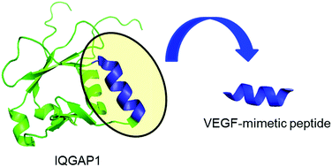 Graphical abstract: Unveiling a VEGF-mimetic peptide sequence in the IQGAP1 protein
