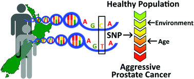 Graphical abstract: Effect of ageing and single nucleotide polymorphisms associated with the risk of aggressive prostate cancer in a New Zealand population