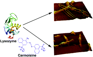 Graphical abstract: Interaction and inhibitory influence of the azo dye carmoisine on lysozyme amyloid fibrillogenesis
