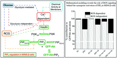 Graphical abstract: Decoding the regulatory mechanism of glucose and insulin induced phosphatidylinositol 3,4,5-trisphosphate dynamics in β-cells