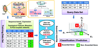 Graphical abstract: An integrative machine learning strategy for improved prediction of essential genes in Escherichia coli metabolism using flux-coupled features