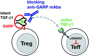 Graphical abstract: Role of GARP in the activation of latent TGF-β1