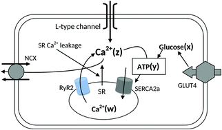 Graphical abstract: Restoring calcium homeostasis in diabetic cardiomyocytes: an investigation through mathematical modelling