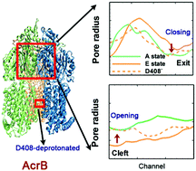 Graphical abstract: Coarse-grained simulations of conformational changes in the multidrug efflux transporter AcrB