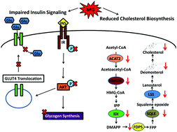 Graphical abstract: Methylglyoxal attenuates insulin signaling and downregulates the enzymes involved in cholesterol biosynthesis