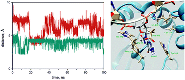 Graphical abstract: Global DNA dynamics of 8-oxoguanine repair by human OGG1 revealed by stopped-flow kinetics and molecular dynamics simulation
