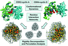Graphical abstract: Network-based modelling and percolation analysis of conformational dynamics and activation in the CDK2 and CDK4 proteins: dynamic and energetic polarization of the kinase lobes may determine divergence of the regulatory mechanisms