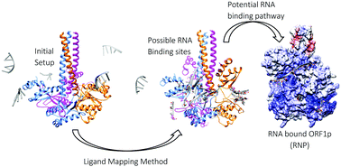 Graphical abstract: Insights into the RNA binding mechanism of human L1-ORF1p: a molecular dynamics study