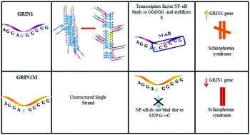 Graphical abstract: Structural switch from a multistranded G-quadruplex to single strands as a consequence of point mutation in the promoter of the human GRIN1 gene