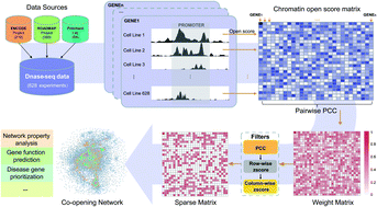 Graphical abstract: Gene co-opening network deciphers gene functional relationships