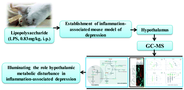 Graphical abstract: Imbalance in amino acid and purine metabolisms at the hypothalamus in inflammation-associated depression by GC-MS