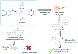 Graphical abstract: Design, synthesis and evaluation of new ligustrazine derivatives as potential plasma-stable neuroprotective agents