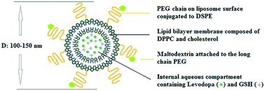 Graphical abstract: Maltodextrin modified liposomes for drug delivery through the blood–brain barrier