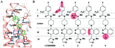 Graphical abstract: A structurally guided dissection-then-evolution strategy for ligand optimization of smoothened receptor