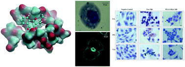 Graphical abstract: Encapsulation of nor-β-lapachone into poly(d,l)-lactide-co-glycolide (PLGA) microcapsules: full characterization, computational details and cytotoxic activity against human cancer cell lines