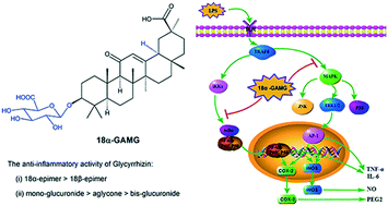 Graphical abstract: 18α-Glycyrrhetinic acid monoglucuronide as an anti-inflammatory agent through suppression of the NF-κB and MAPK signaling pathway