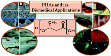 Graphical abstract: Polyhydroxyalkanoates as biomaterials