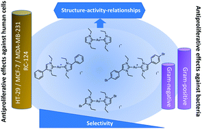 Graphical abstract: Biscarbene gold(i) complexes: structure–activity-relationships regarding antibacterial effects, cytotoxicity, TrxR inhibition and cellular bioavailability