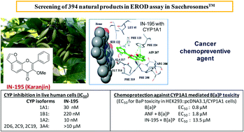 Graphical abstract: Identification of karanjin isolated from the Indian beech tree as a potent CYP1 enzyme inhibitor with cellular efficacy via screening of a natural product repository