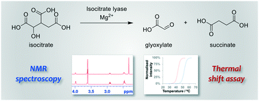 Graphical abstract: Development of NMR and thermal shift assays for the evaluation of Mycobacterium tuberculosis isocitrate lyase inhibitors