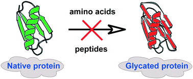 Graphical abstract: Revisiting amino acids and peptides as anti-glycation agents