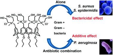 Graphical abstract: Design, synthesis and antibacterial evaluation of a polycationic calix[4]arene derivative alone and in combination with antibiotics