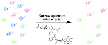 Graphical abstract: Narrow-spectrum antibacterial agents