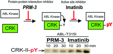 Graphical abstract: Structure-guided design of a potent peptide inhibitor targeting the interaction between CRK and ABL kinase