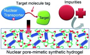 Graphical abstract: Selective biomolecular separation system inspired by the nuclear pore complex and nuclear transport