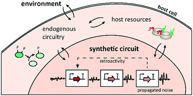Graphical abstract: Computational design of biological circuits: putting parts into context