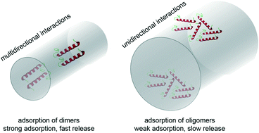 Graphical abstract: Influence of mesopore size and peptide aggregation on the adsorption and release of a model antimicrobial peptide onto/from mesoporous silica nanoparticles in vitro