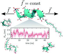Graphical abstract: Unfolding dynamics of small peptides biased by constant mechanical forces
