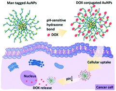 Graphical abstract: pH responsive glycopolymer nanoparticles for targeted delivery of anti-cancer drugs