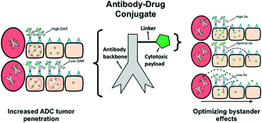 Graphical abstract: Computational transport analysis of antibody-drug conjugate bystander effects and payload tumoral distribution: implications for therapy