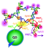 Graphical abstract: Exploring attachment chemistry with FRET in hybrid quantum dot dye-labeled DNA dendrimer composites