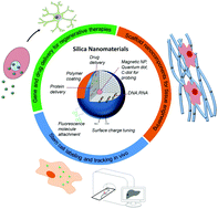 Graphical abstract: Silica-based multifunctional nanodelivery systems toward regenerative medicine