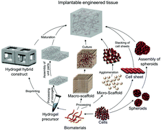 Graphical abstract: Patterned superhydrophobic surfaces to process and characterize biomaterials and 3D cell culture