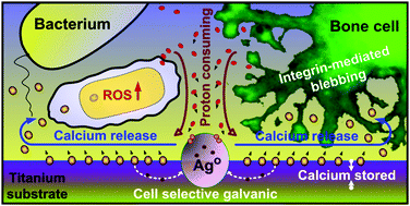 Graphical abstract: Bifunctional galvanics mediated selective toxicity on titanium