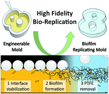 Graphical abstract: Biofabrication of multifunctional nanocellulosic 3D structures: a facile and customizable route