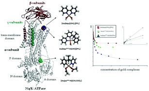 Graphical abstract: Na/K-ATPase as a target for anticancer metal based drugs: insights into molecular interactions with selected gold(iii) complexes