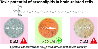 Graphical abstract: Arsenolipids exert less toxicity in a human neuron astrocyte co-culture as compared to the respective monocultures