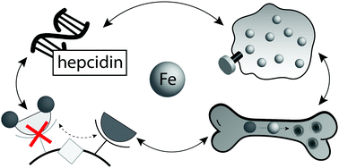 Graphical abstract: Hepcidin: a real-time biomarker of iron need