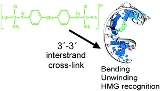 Graphical abstract: Unique structural properties of DNA interstrand cross-links formed by a new antitumor dinuclear Pt(ii) complex