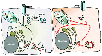 Graphical abstract: Cellular copper homeostasis: current concepts on its interplay with glutathione homeostasis and its implication in physiology and human diseases