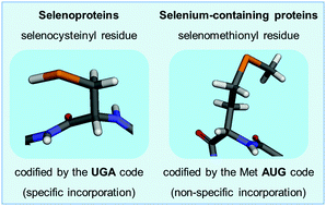 Graphical abstract: Organoselenium compounds as mimics of selenoproteins and thiol modifier agents