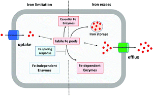 Graphical abstract: Ferrous iron efflux systems in bacteria