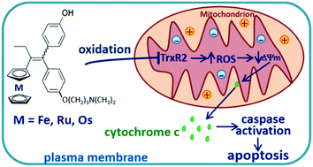 Graphical abstract: Tamoxifen-like metallocifens target the thioredoxin system determining mitochondrial impairment leading to apoptosis in Jurkat cells