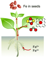 Graphical abstract: Iron homeostasis in plants – a brief overview