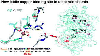 Graphical abstract: Rat ceruloplasmin: a new labile copper binding site and zinc/copper mosaic